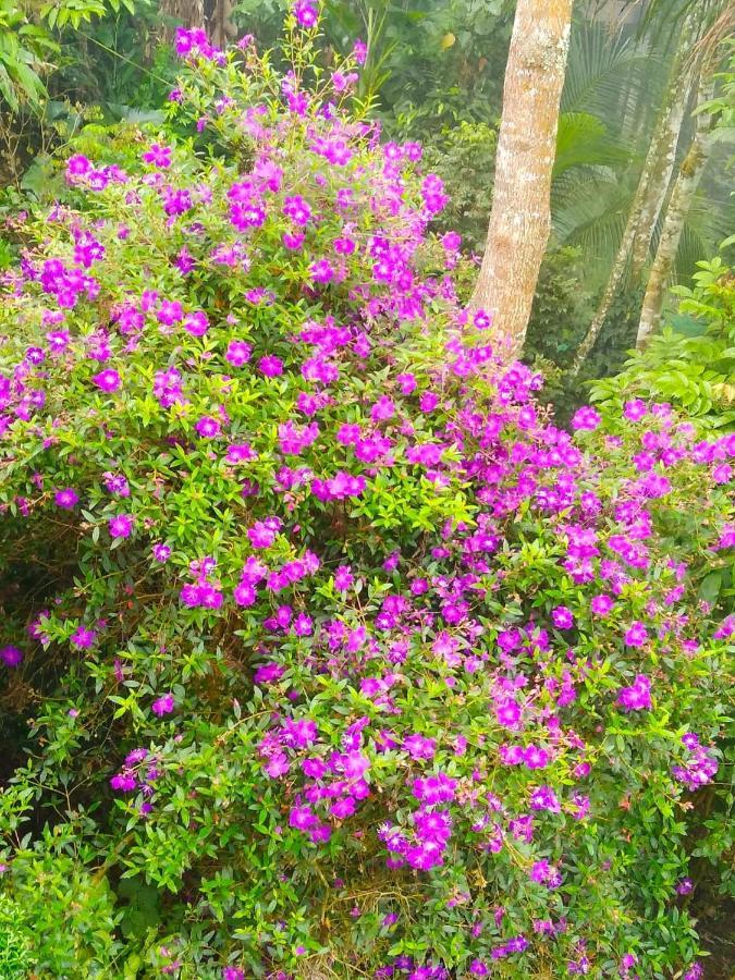 Spring And Valley View Thekkady Extérieur photo